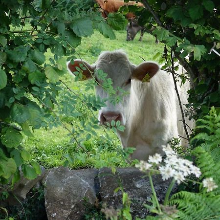 Portarra Lodge Guesthouse Moycullen Dış mekan fotoğraf